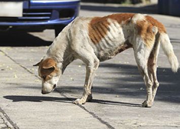 What-to-Do-About-Stray-Dogs