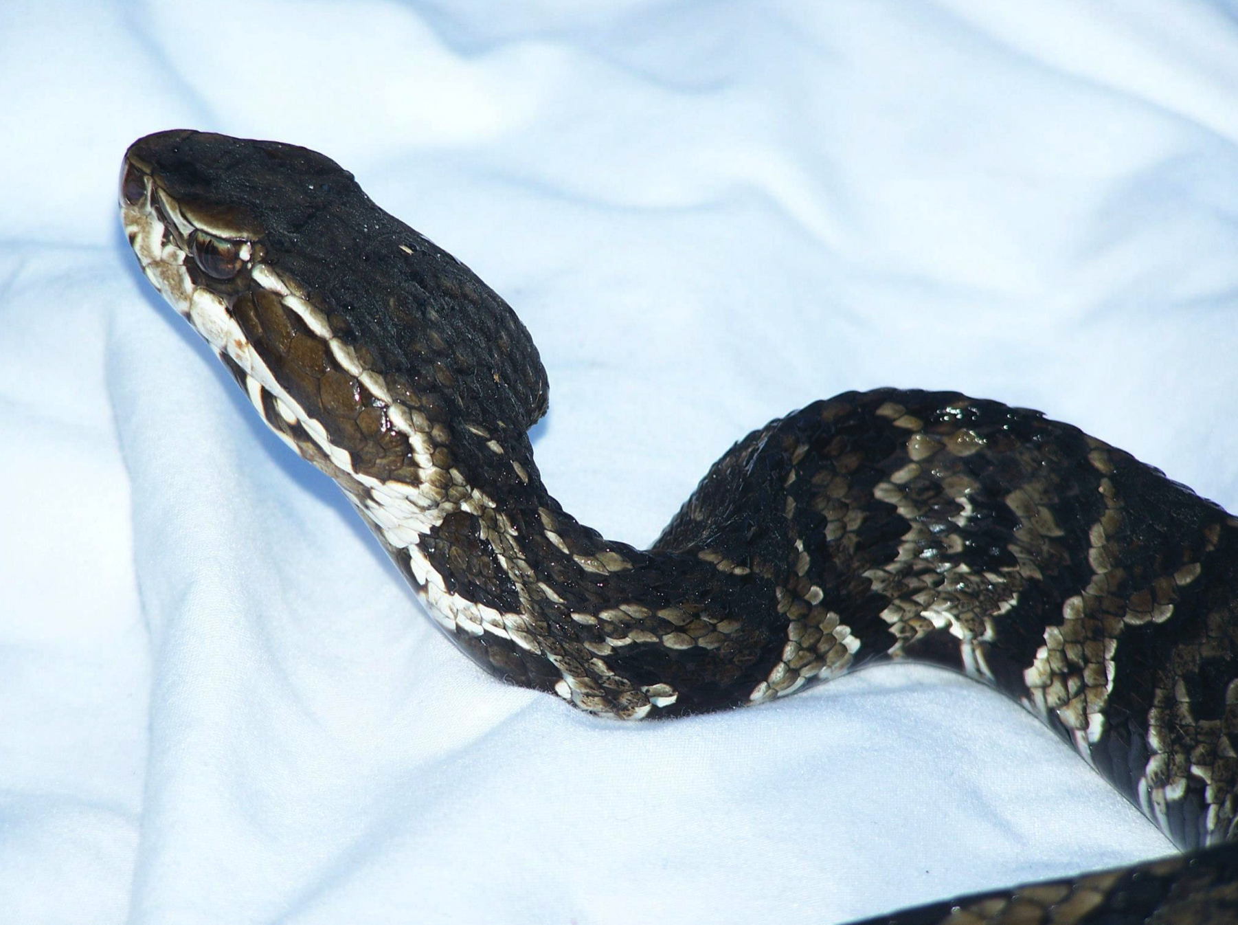 Screen Shot 2020-07-15 at 7.38.28 PM